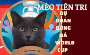 mèo tiên tri